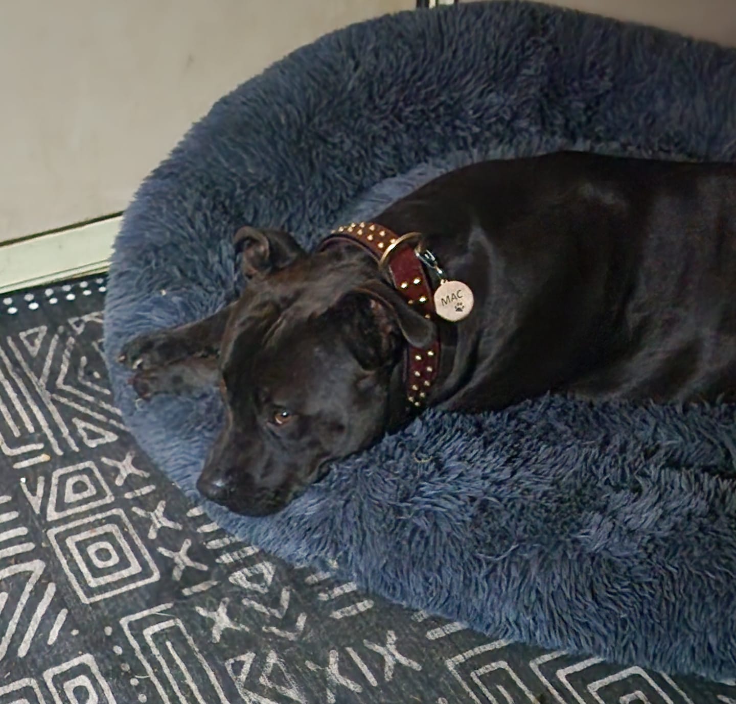 Customer photo review of Hand Made Leather Dog Collar- RuffNeck Cherry & Brass (Regular Fit)
