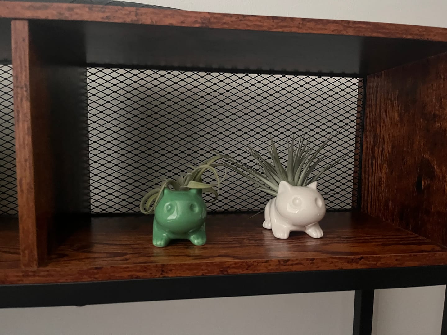 Customer photo review of Bulb Dinosaur / Cat Planter  (Includes Drainage Hole For Non Air Plants)