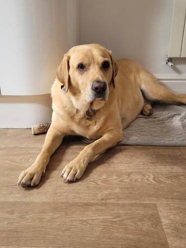 Customer photo review of The Ultimate Cooling Pet Mat