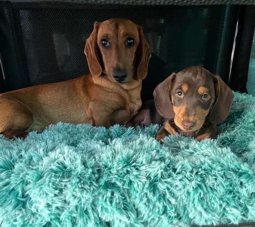 Customer photo review of PaWz Premium SuperMat Calming Bed