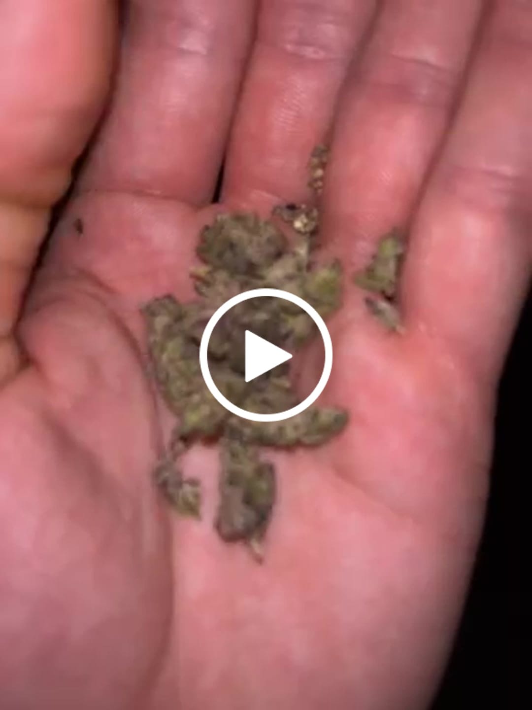 Customer video review of THCa Exotic Mediums & Smalls