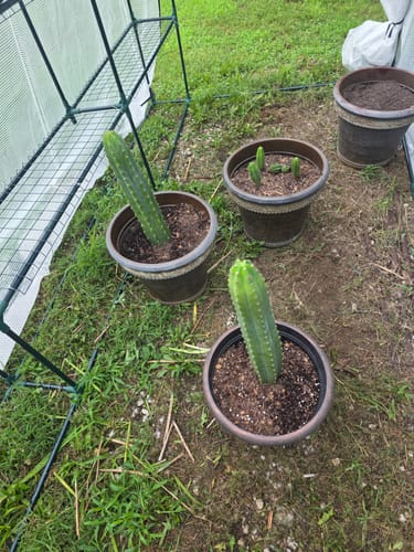 Customer photo review of Trichocereus Pachanoi Cuttings | San Pedro Cactus Cuttings