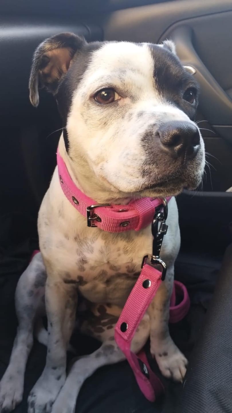 Customer photo review of Smycz przepinana dla psa- Multi Leash Różowa