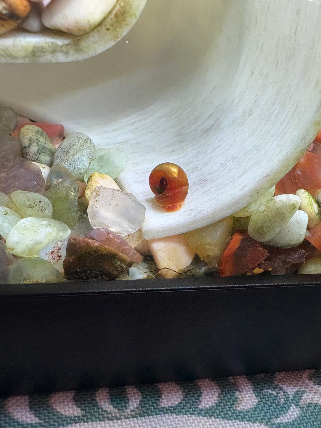 Customer photo review of RAMSHORN SNAILS (ASSORTED BLUE, PINK,GREY,GOLD)