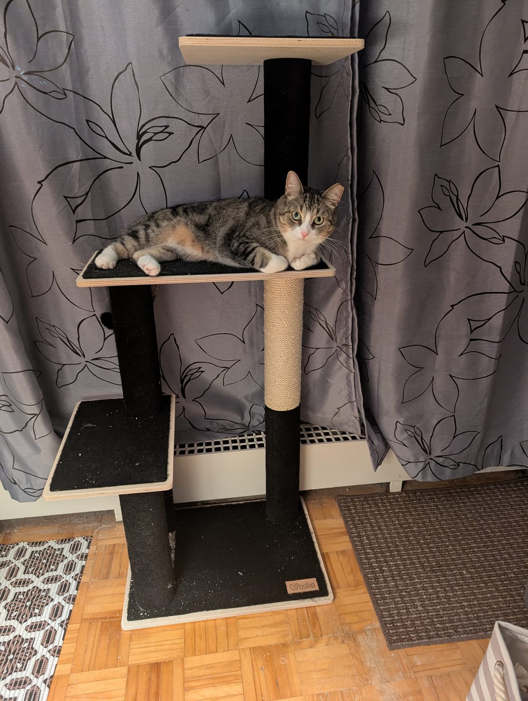 Customer photo review of Noba Modern Plywood 3-Level Cat Tree
