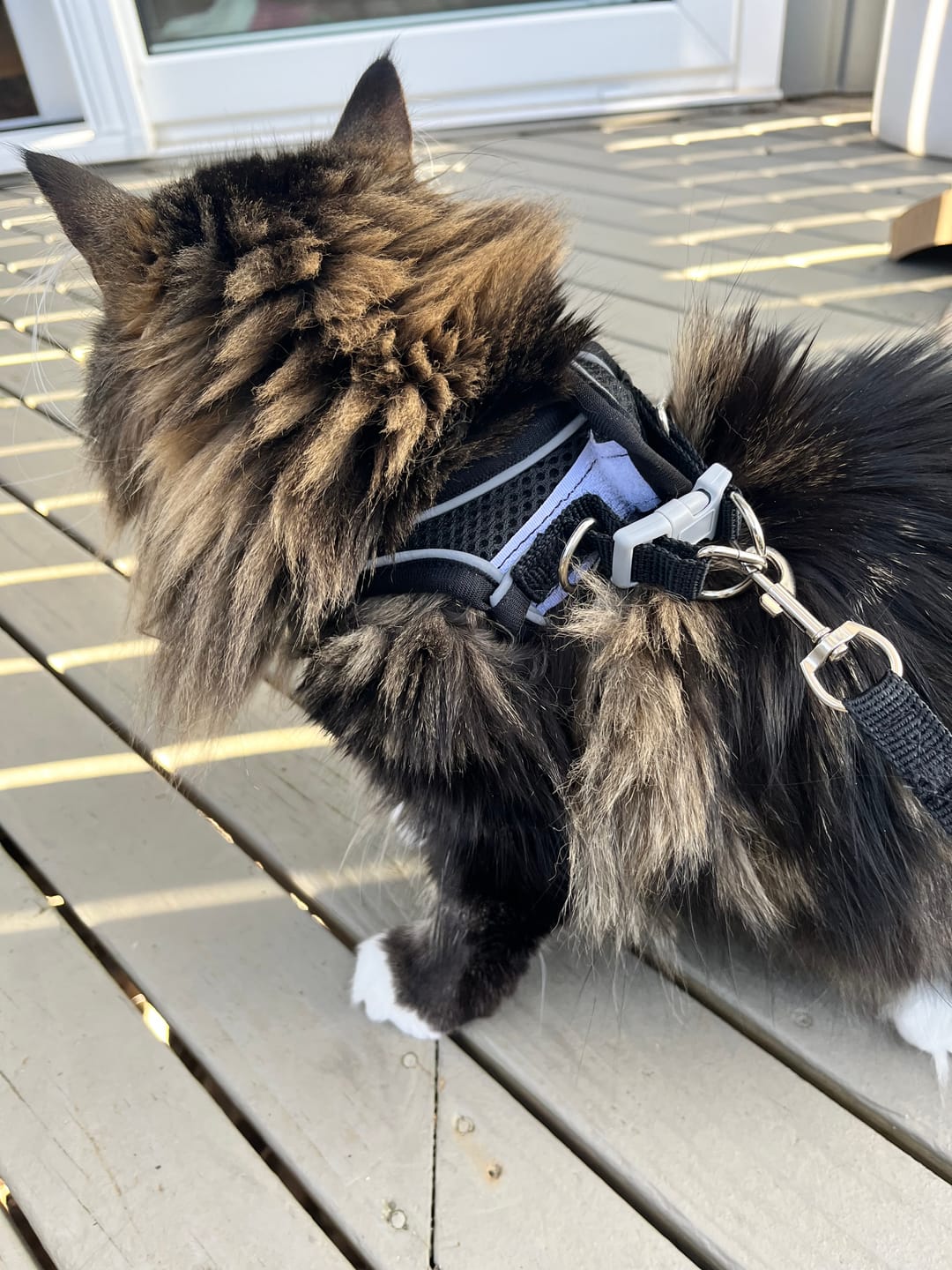 Customer photo review of Explorer Harness | Less boredom. More discovery. A better life for your indoor cat.