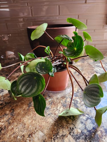 undefined review of Plant Food image 1 out of 1