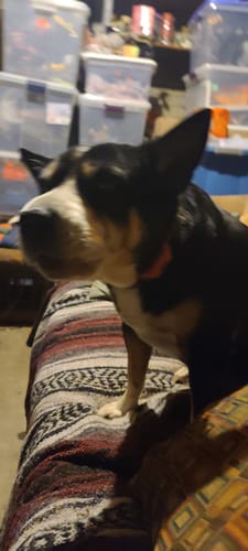 Customer photo review of FurLife™ 12 Months Flea and Tick Free