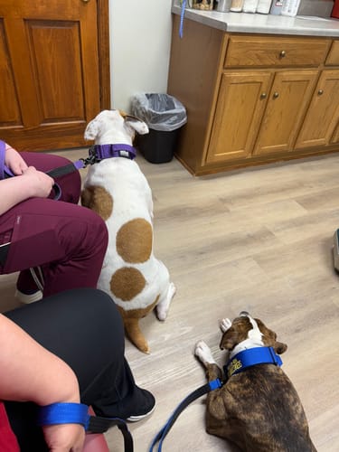 Customer photo review of Bully Proof Set Leash + Collar