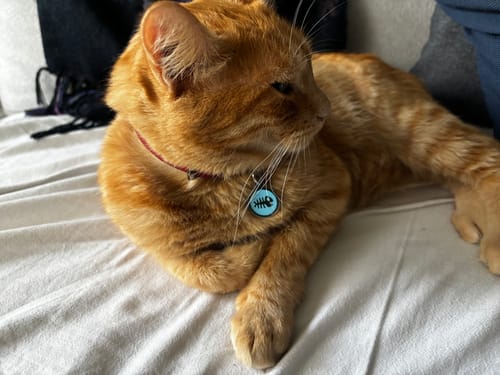 Customer photo review of Placa Pez Turquesa