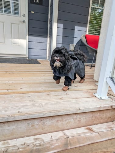 Customer photo review of WagWellies® by wagwear