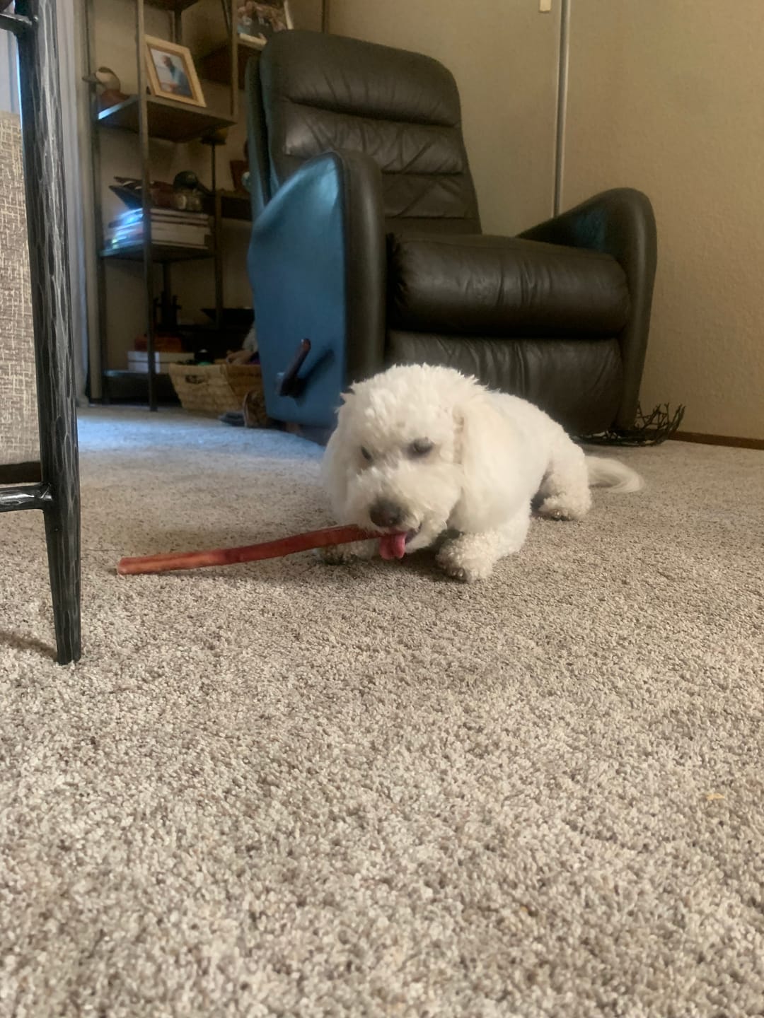 Customer photo review of 12 Inch Standard Bully Sticks