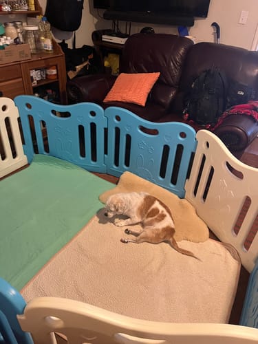 Customer photo review of Potty Buddy - Dry Guard™ Potty Pads