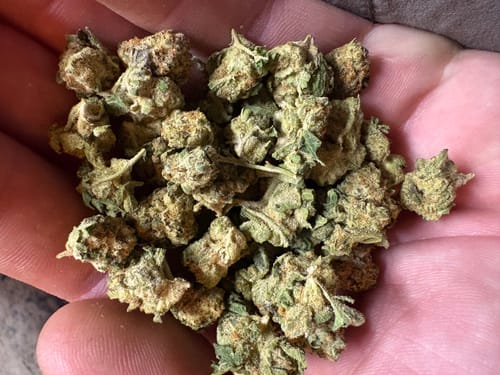 Customer photo review of Lemon Cherry Gelato Runtz - 28 Grams Littles - Indica