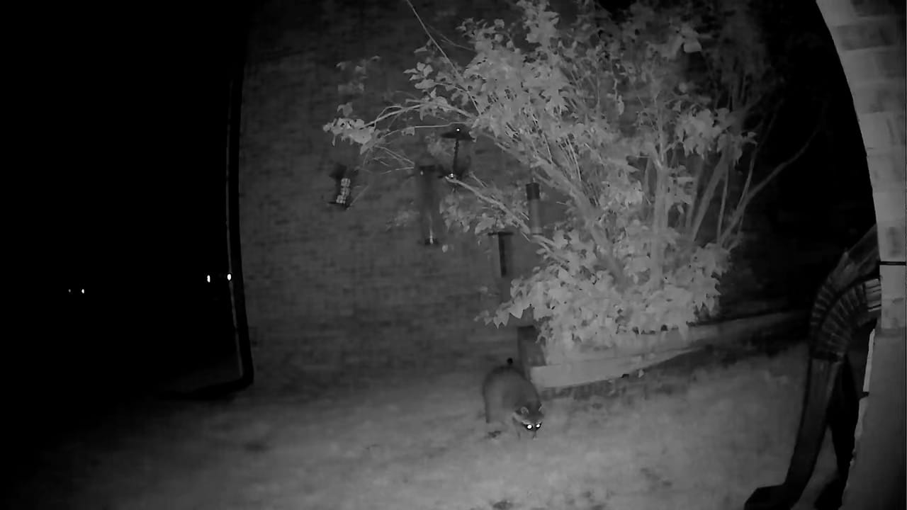 Customer photo review of Birdfy Cam - Bird Feeder Cam