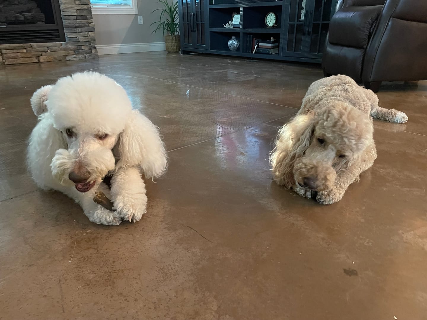 Customer photo review of Earthbones Dental Chews For Dogs