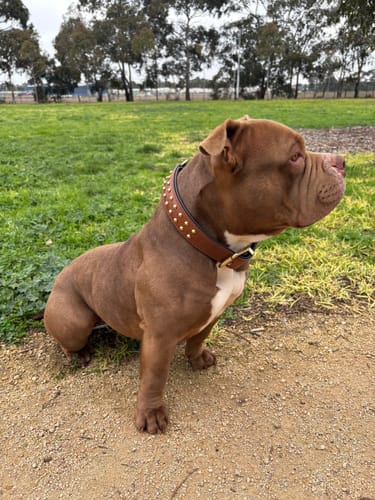 Customer photo review of Hand Made Leather Dog Collar- RuffNeck Brown & Brass (Regular Fit)