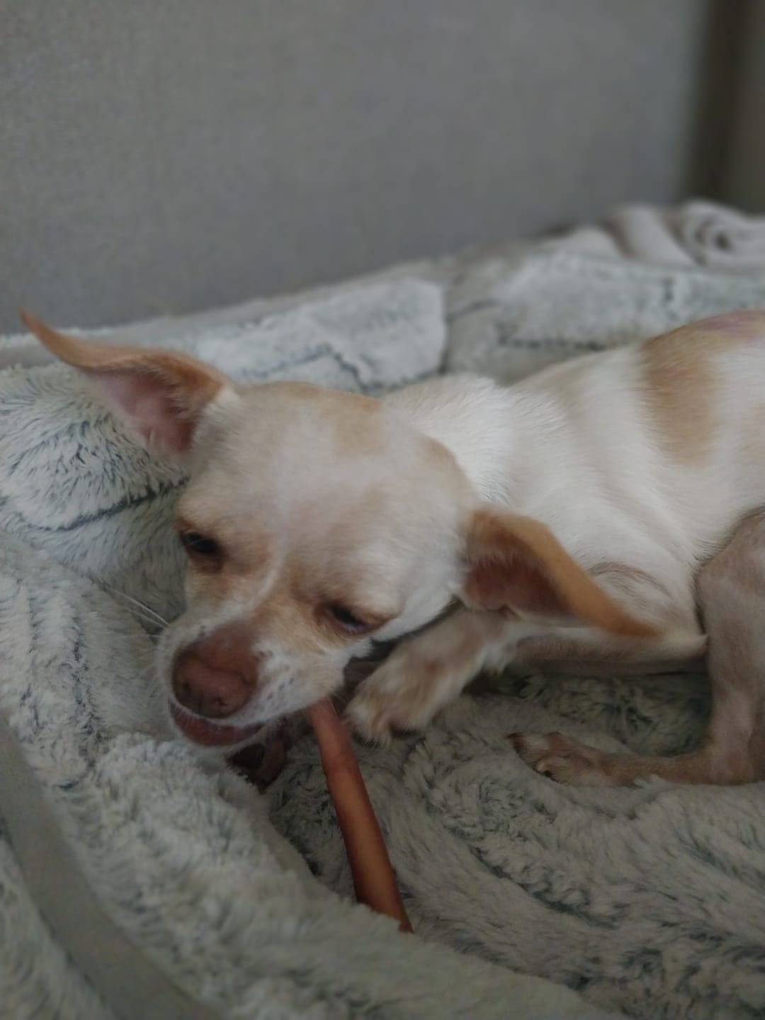 Customer photo review of 4 Inch Thin Bully Sticks