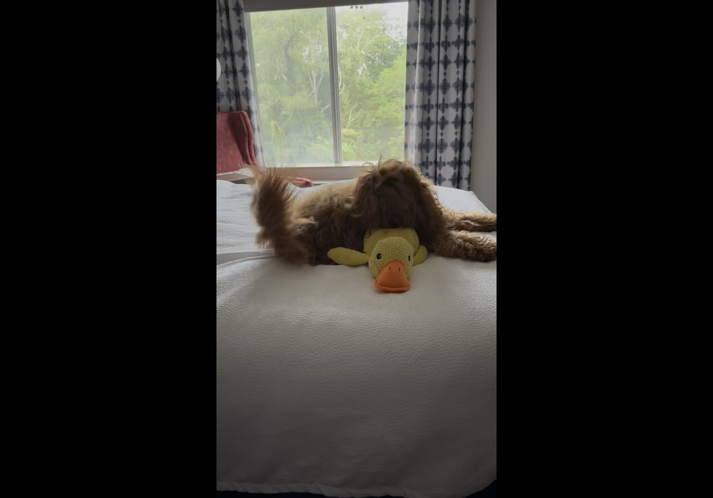 Customer photo review of Calming Duck