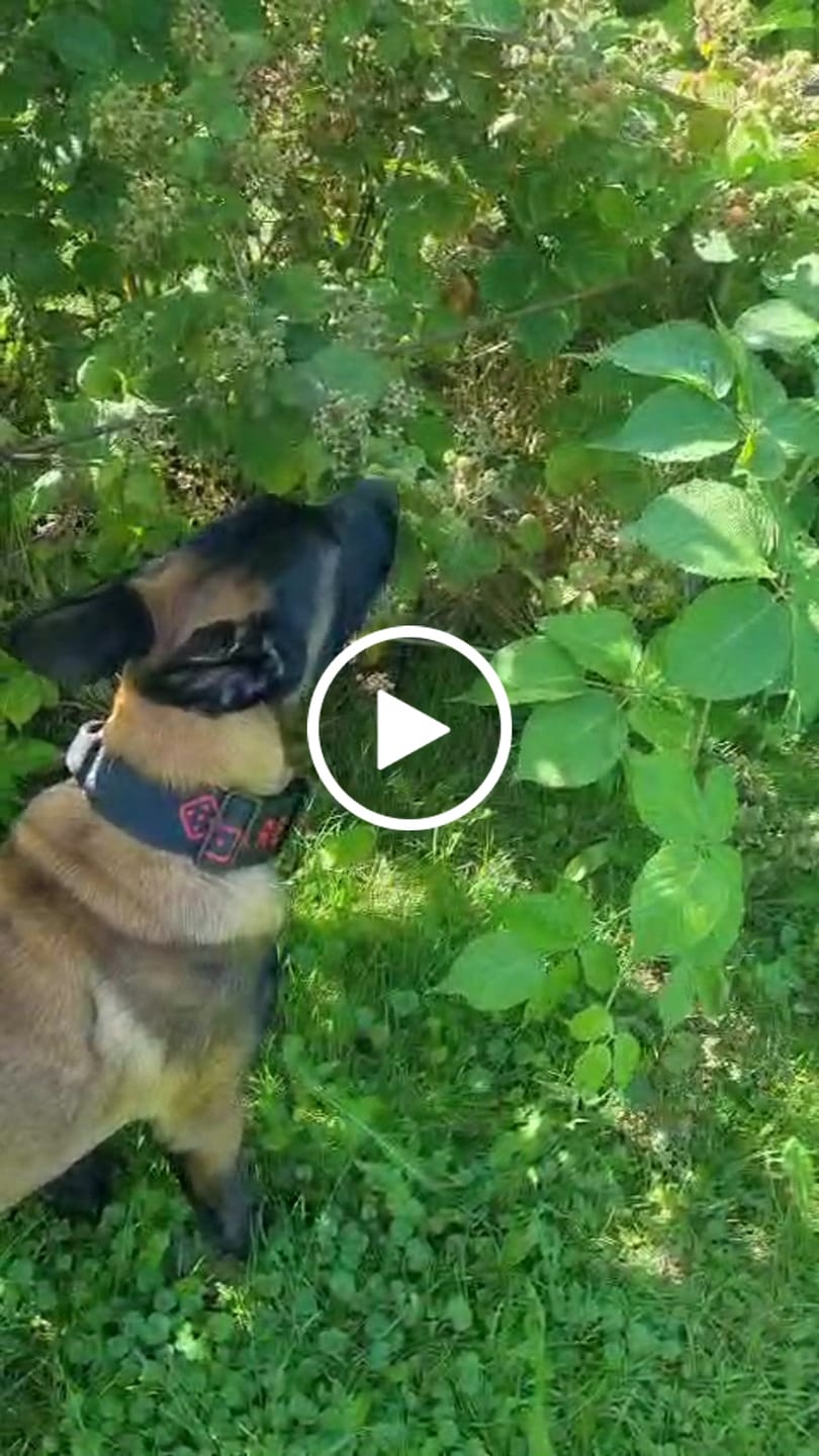 Customer video review of 5cm Combat® Collar | With Handle & Secure Clip - Black