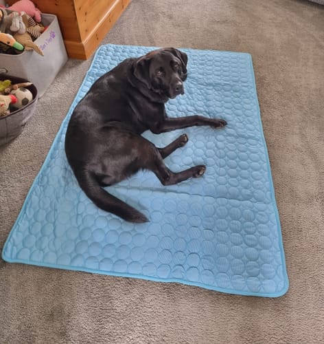 Customer photo review of The Ultimate Cooling Pet Mat