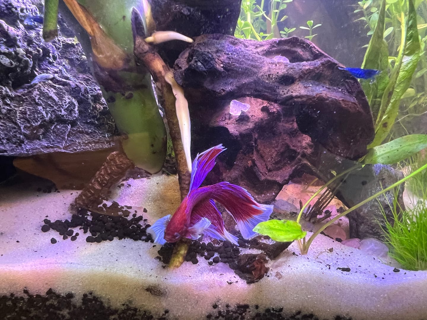 Customer photo review of Blue Dream Neocaridina Shrimp