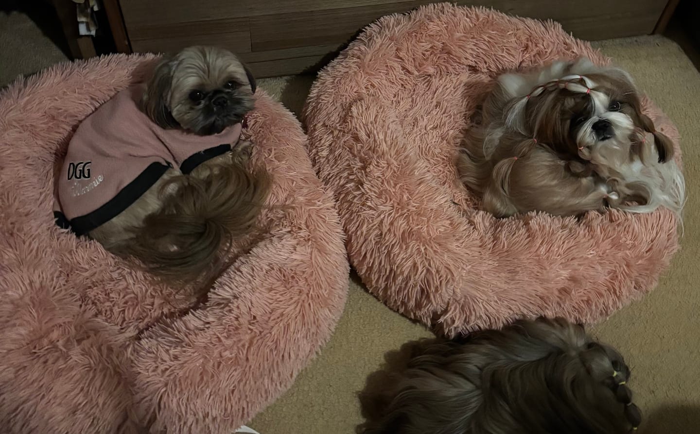 Customer photo review of Pawz Non-Removable Calming Pet Bed