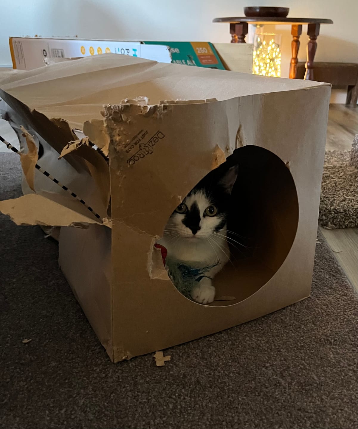 Customer photo review of Hide and Sneak - 2 Pack Unique Cat Tunnel