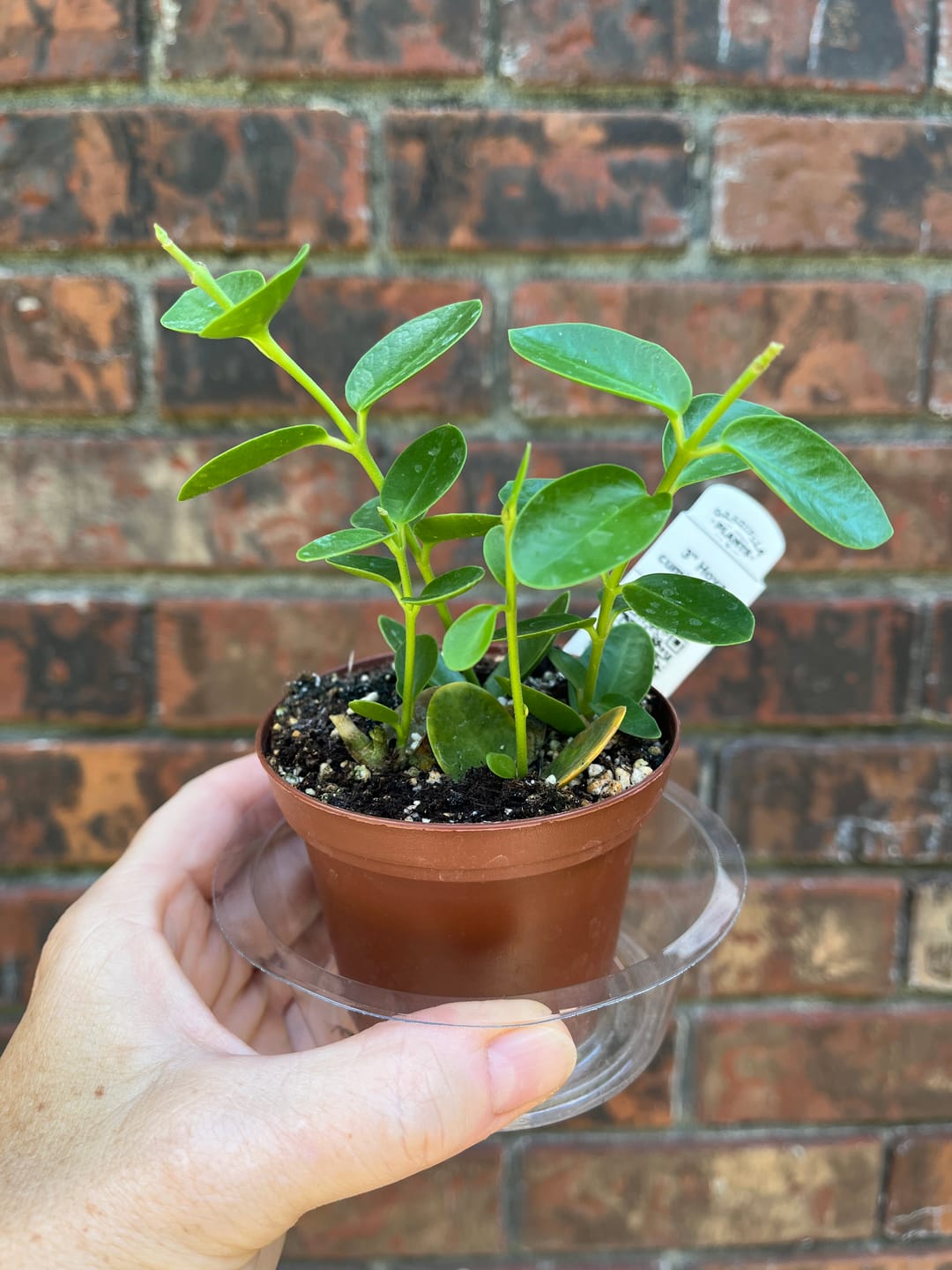 Customer photo review of Hoya cumingiana
