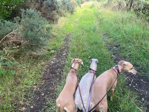 Customer photo review of Gentle Dog Food Original