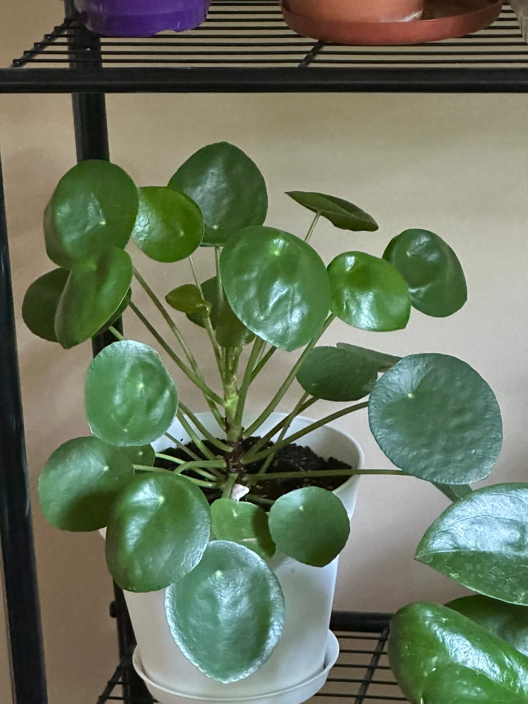 Customer photo review of Pilea peperomioides