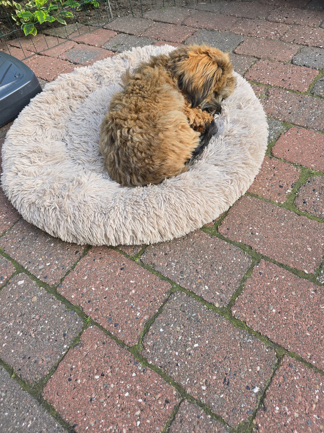 Customer photo review of Dog Copenhagen Comfort Walk Go™ hundesele Hunting Green