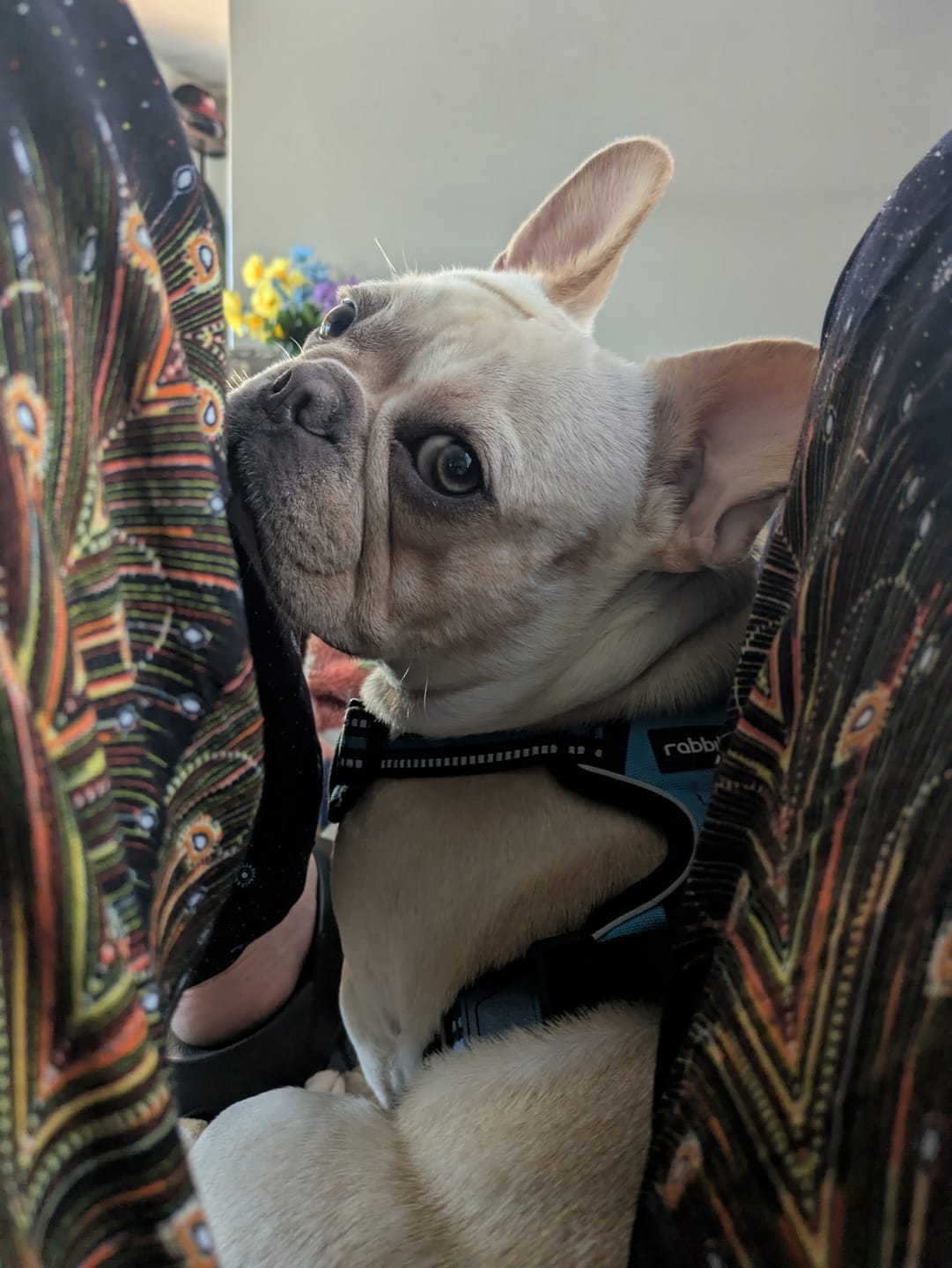 Customer photo review of Coconut Yak Chews
