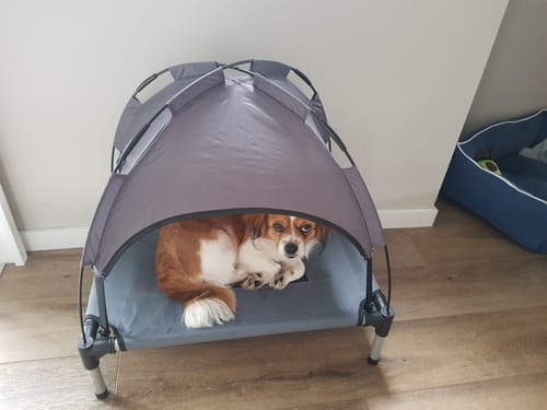 Customer photo review of PaWz Dog Outdoor Trampoline With Raised Canopy