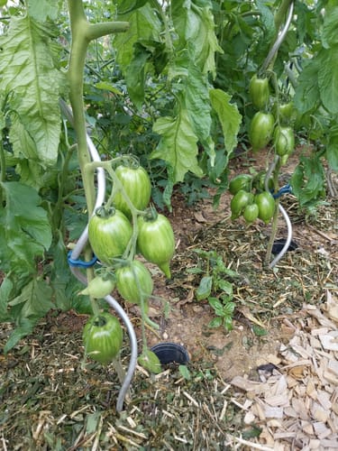 Customer photo review of Romatomate ‘Marmorassa’