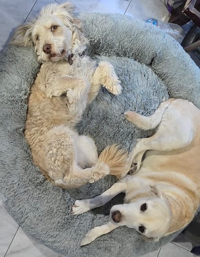 Customer photo review of Cama Antiestrés para Perros