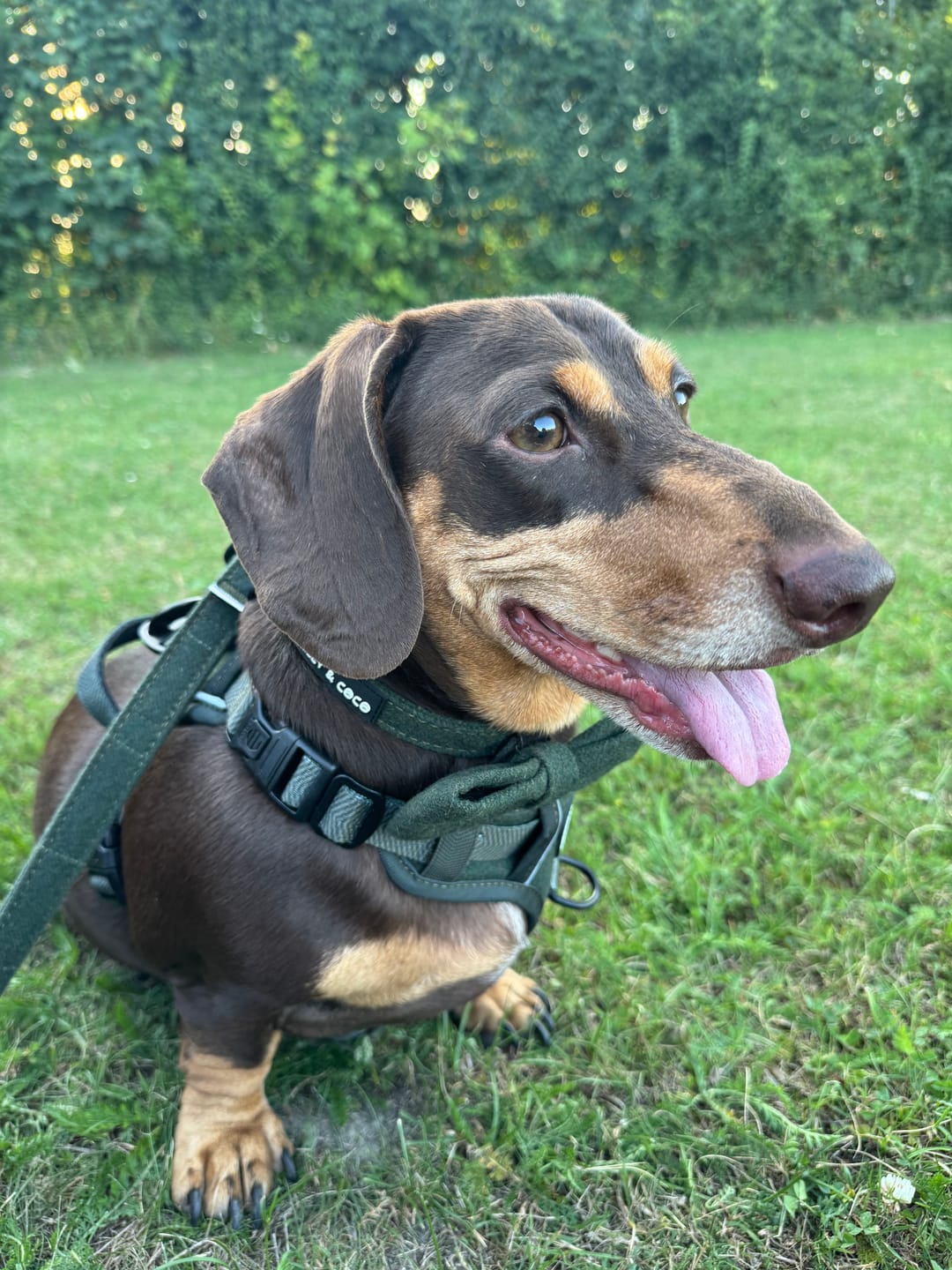 Customer photo review of Trail & Glow® Dog Harness Bundle Set - Forest Tweed