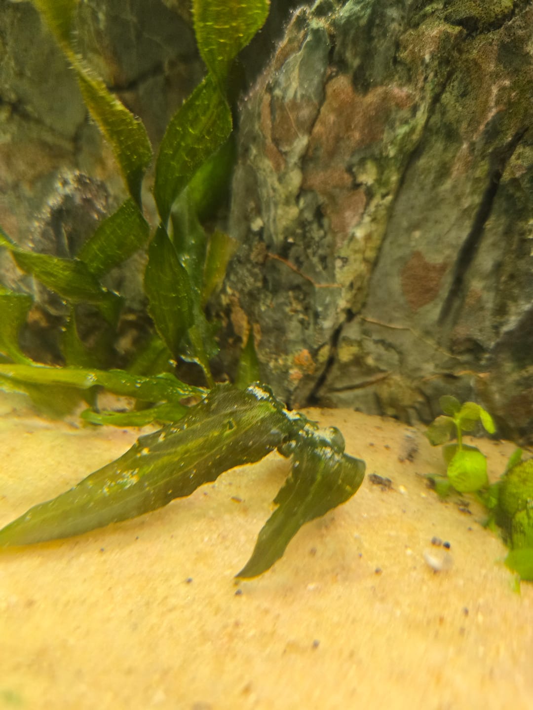 Customer photo review of Cryptocoryne Wendtii RED 'Mi Oya'