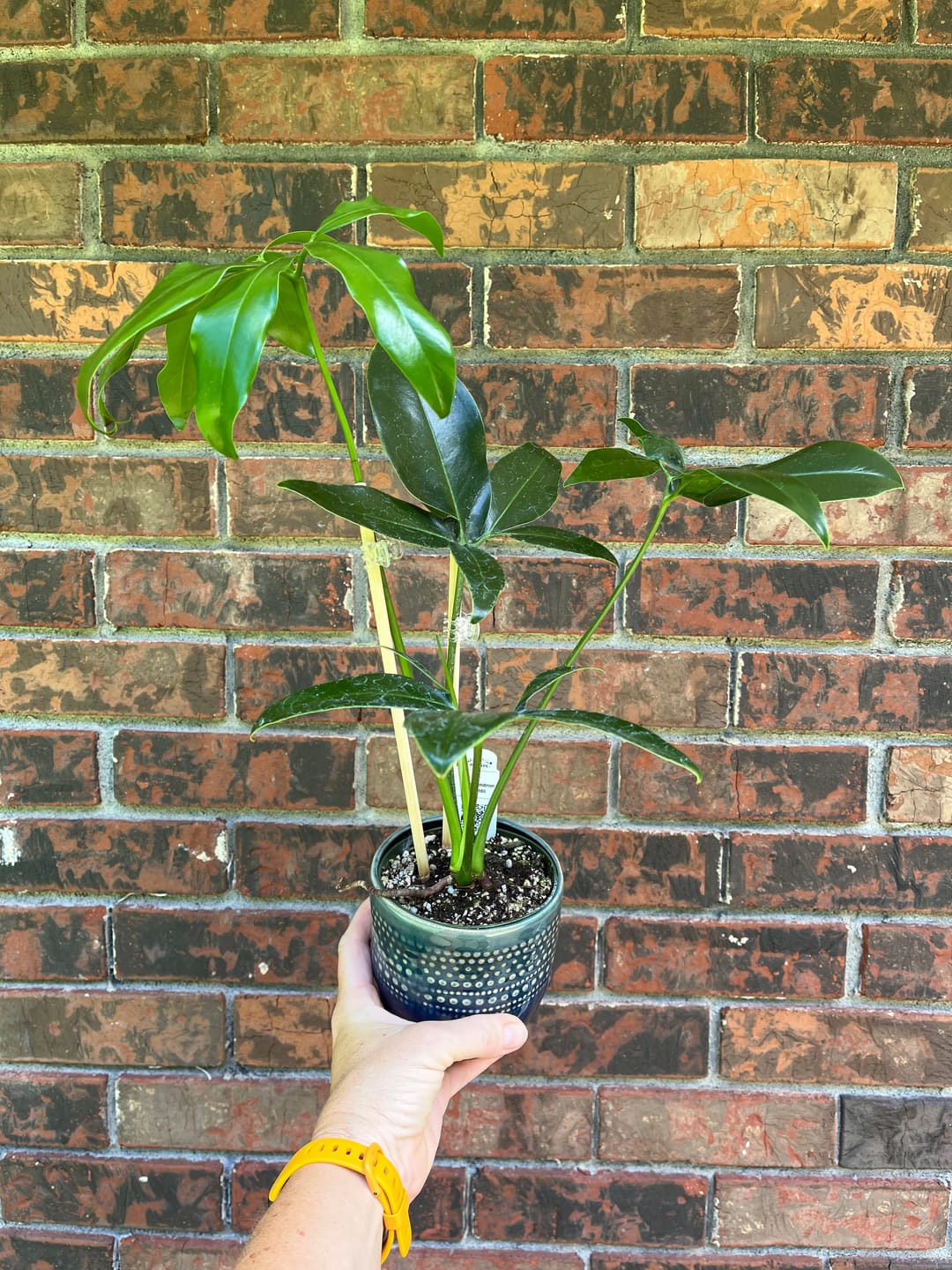 Customer photo review of Philodendron goeldii