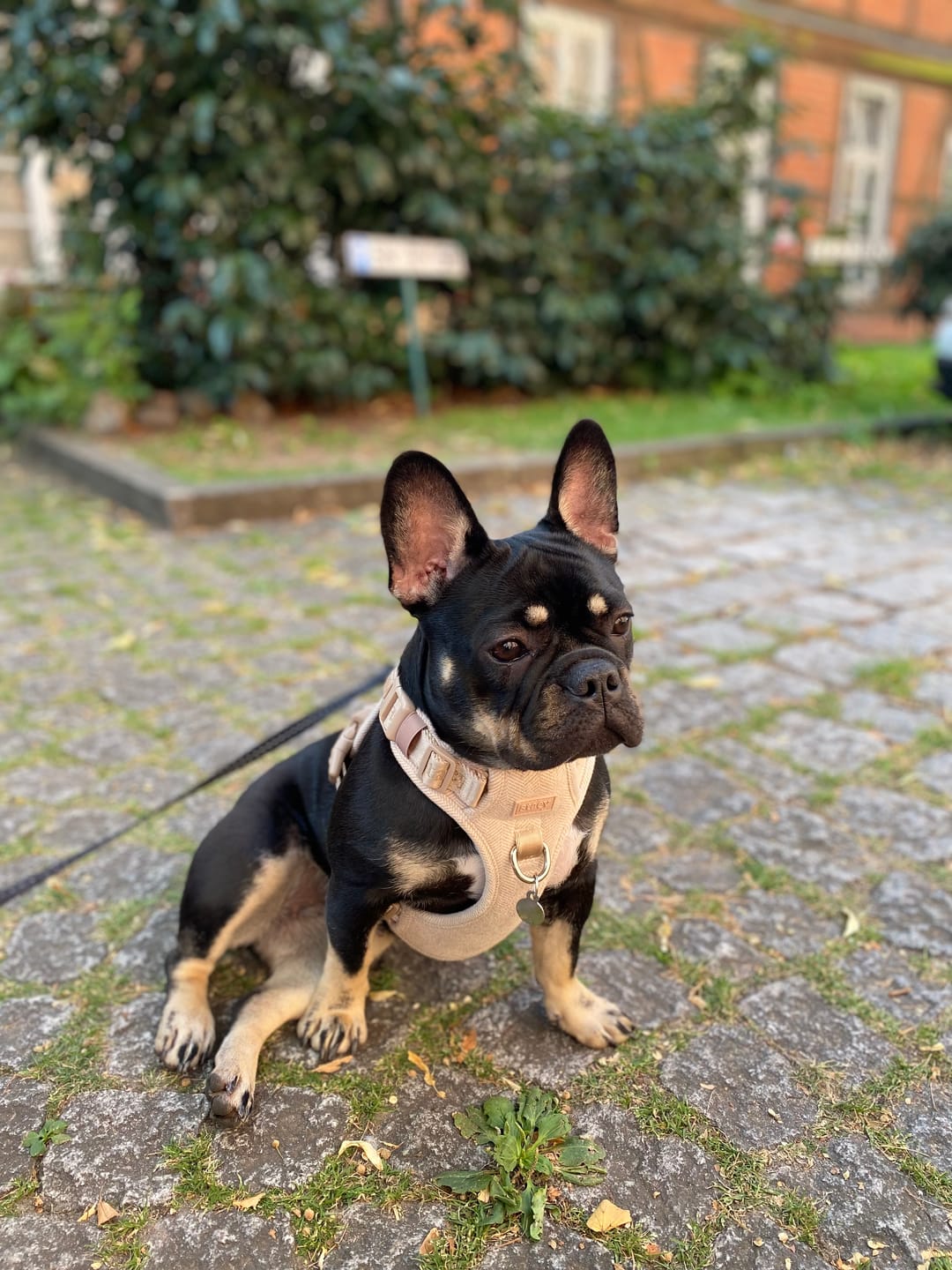 Customer photo review of Staey - Elma Hundesele, Light Rose