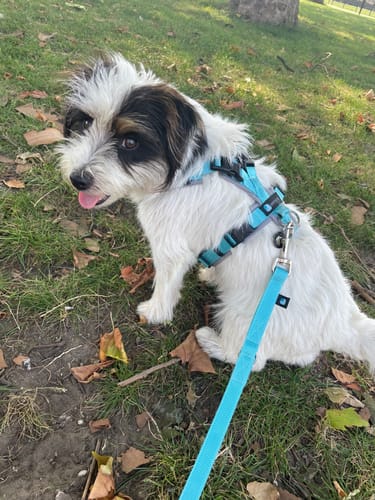 Customer photo review of Y Shaped Dog Harness OPEN Ice Blue | AnnyX