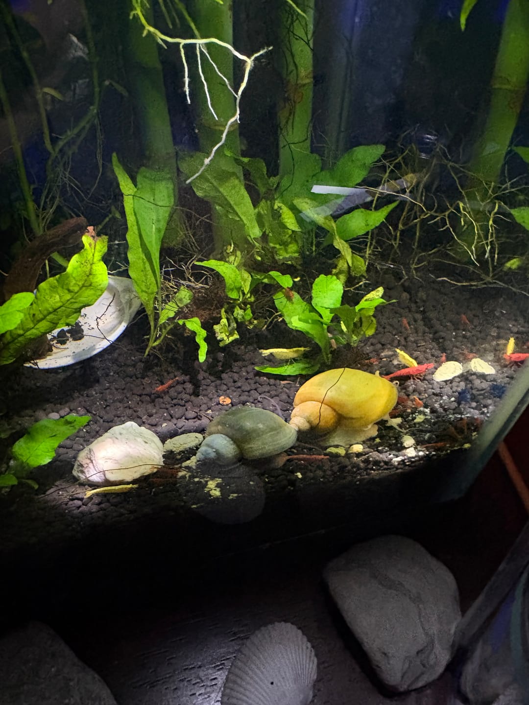 Customer photo review of Neon Yellow Shrimp "NEW"