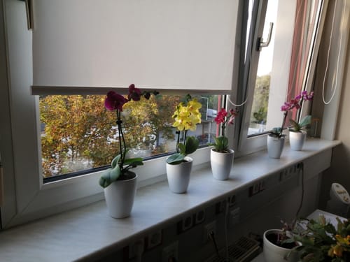 Customer photo review of Duftorchideen Table Dance im 3er Set mit 2 Rispen