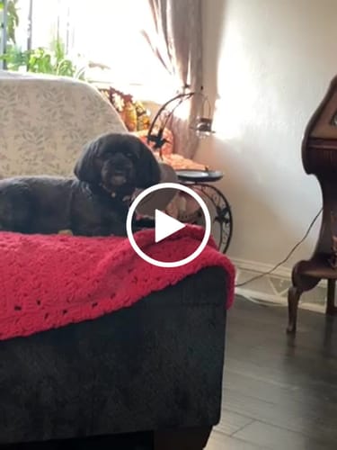 Customer video review of Blueberry Yak Chews