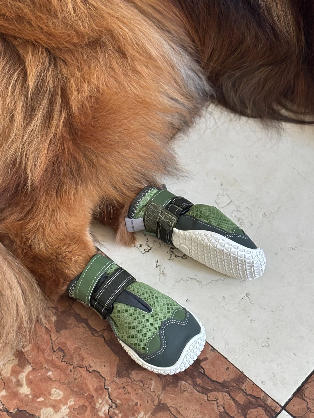 Customer photo review of Hot Pavement Pawtector Dog Shoes
