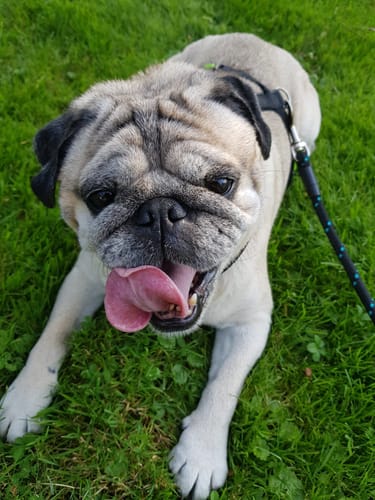 Customer photo review of Frischfutter für Energiebedarf von 426 kCal/Tag