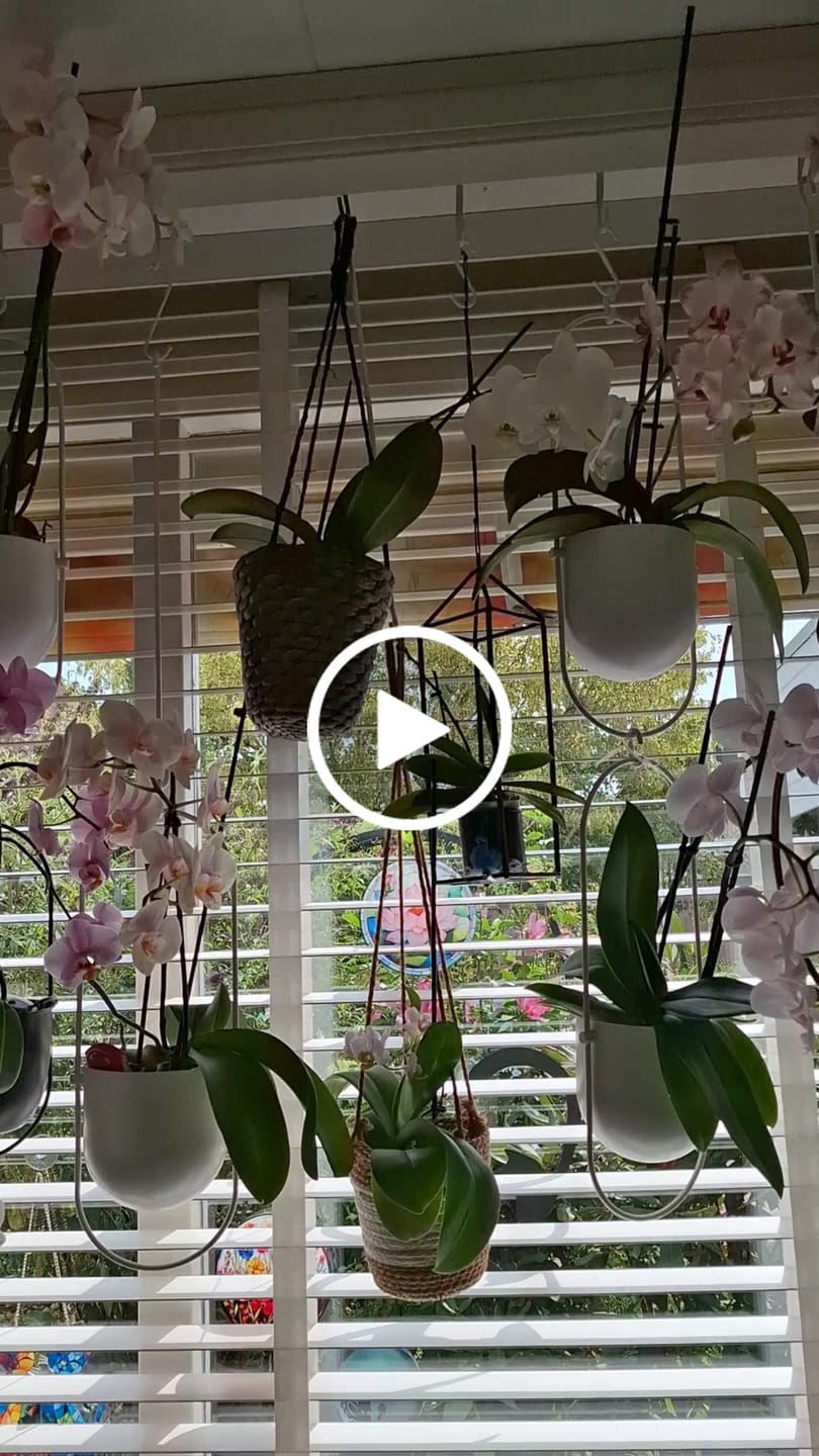 Customer video review of Orchid Mix