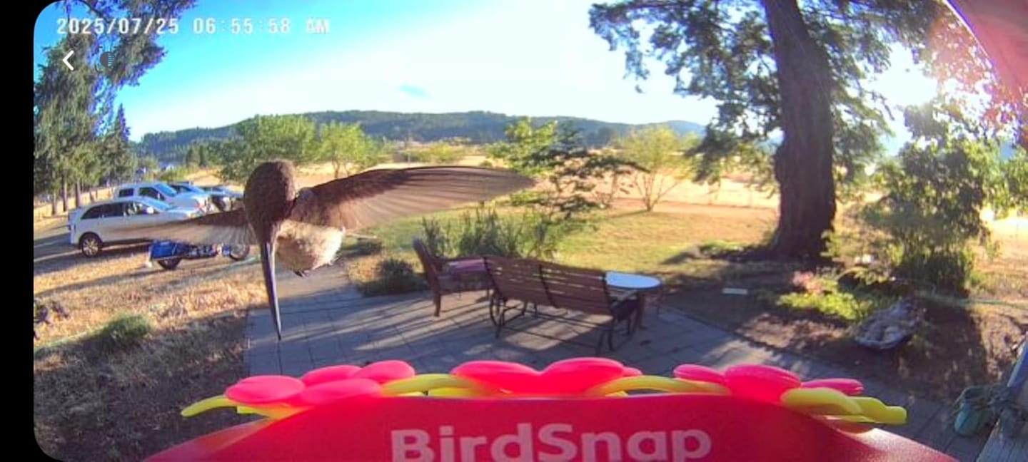 Customer photo review of Smart Hummingbird Feeder