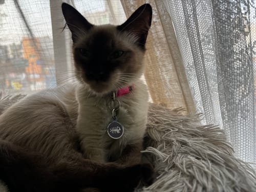 Customer photo review of Placa Pez Lila