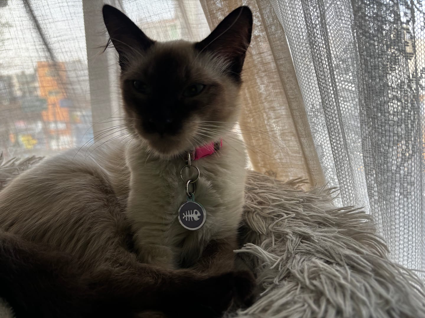 Customer photo review of Placa Pez Lila